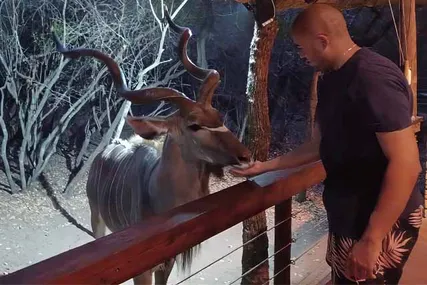 Justin Booysen interacting with a Kudu, a species of antelope